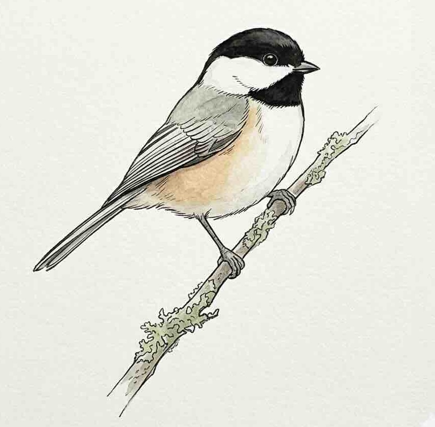Black-capped Chickadee